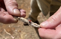 Ambicodamus crinitus