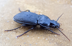 Pterostichus melas