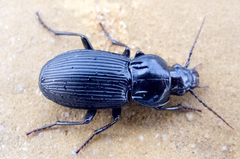 Pterostichus melas