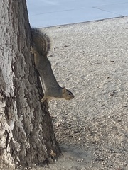Sciurus niger