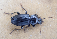 Pterostichus melas