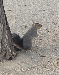 Sciurus niger