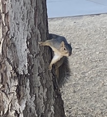 Sciurus niger