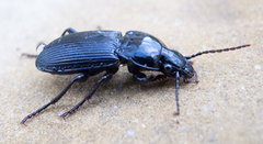 Pterostichus melas