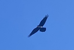 Corvus corax