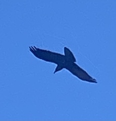 Corvus corax