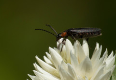 Polemius denticornis