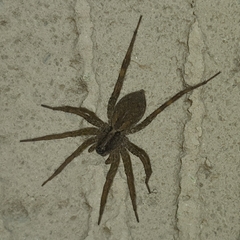 Lycosidae