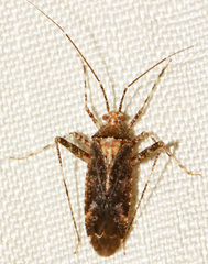 Phytocoris eximius