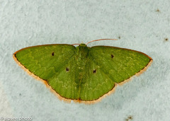 Comostola dyakaria