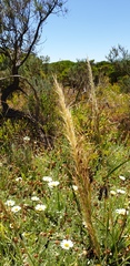 Austrostipa flavescens