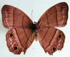 Cissia pompilia