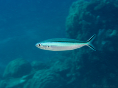 Dark-Banded Fusilier photo 4