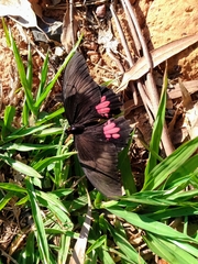 Heraclides anchisiades capys