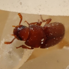 Tribolium castaneum