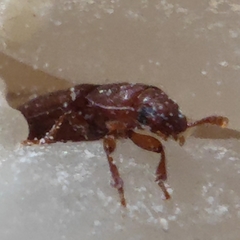 Tribolium castaneum