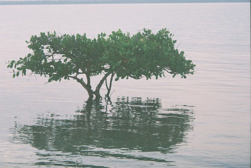 Anacardium occidentale image