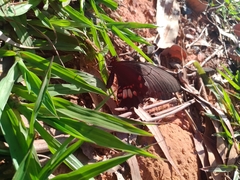 Heraclides anchisiades capys