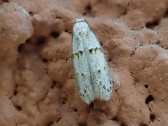 Symmocoides oxybiella