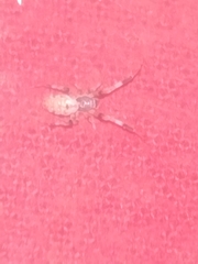 Zosis geniculata