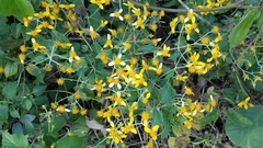 Electranthera mutica