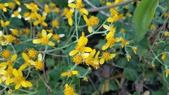 Electranthera mutica