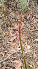 Dipodium roseum