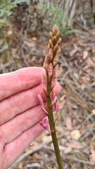 Dipodium roseum