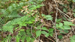 Rubus leucostachys