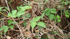Rubus leucostachys