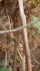 Rubus leucostachys