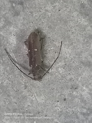 Gnatholea eburifera