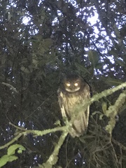 Megascops albogularis