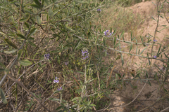 Psoralea venusta