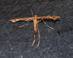 Amblyptilia pica