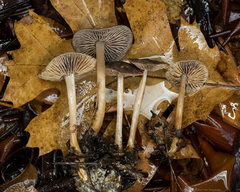 Gymnopus fuscopurpureus