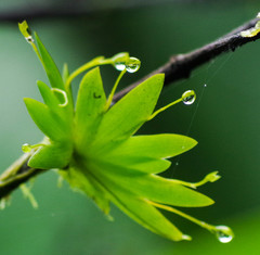 Erycina