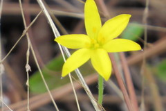 Hypoxis juncea