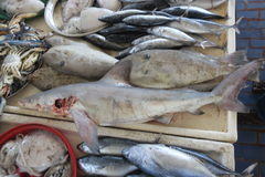 Carcharhinus altimus