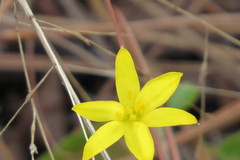 Hypoxis juncea