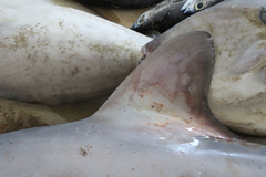 Carcharhinus altimus