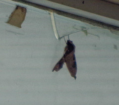 Callionima denticulata