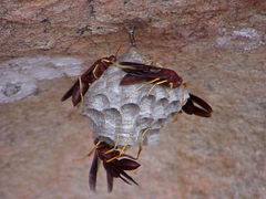 Polistes schach