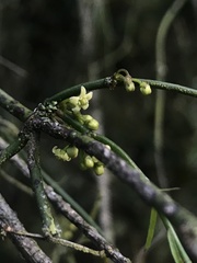 Orthosia stenophylla
