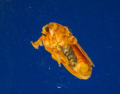 Euphobetron cypris