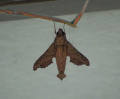Callionima denticulata