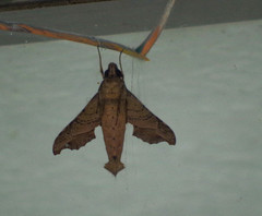 Callionima denticulata