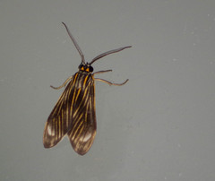 Eucereon costulata