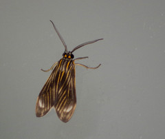 Eucereon costulata