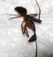 Camponotus ager